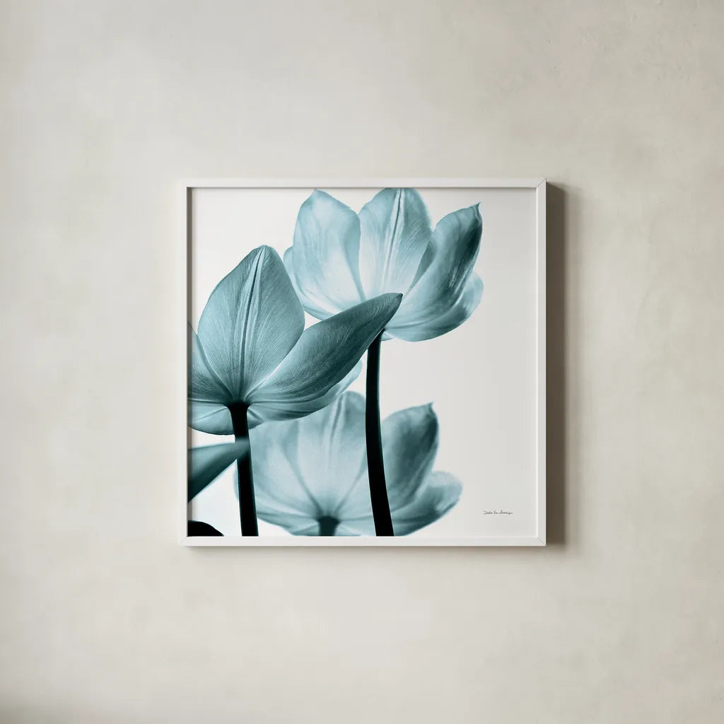 Translucent Tulips III Sq Aqua Crop by Debra Van Swearingen. Shown in a crisp white glass frame for a clean and minimalist style. Available as an archival giclee rolled canvas, fine art paper, or poster print. SKU 28922a.
