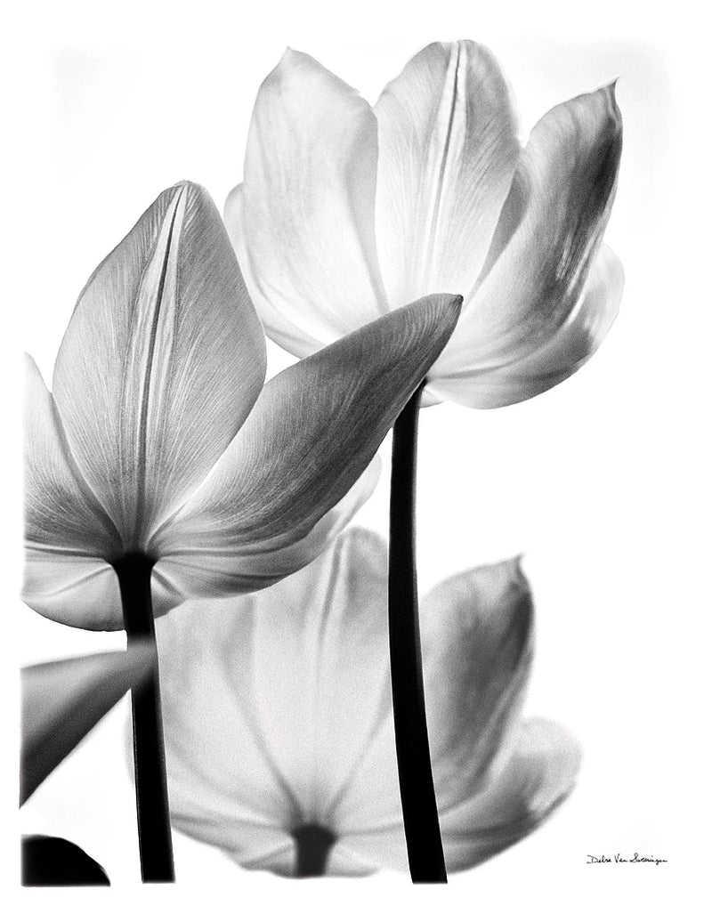 Translucent Tulips III no border by Debra Van Swearingen