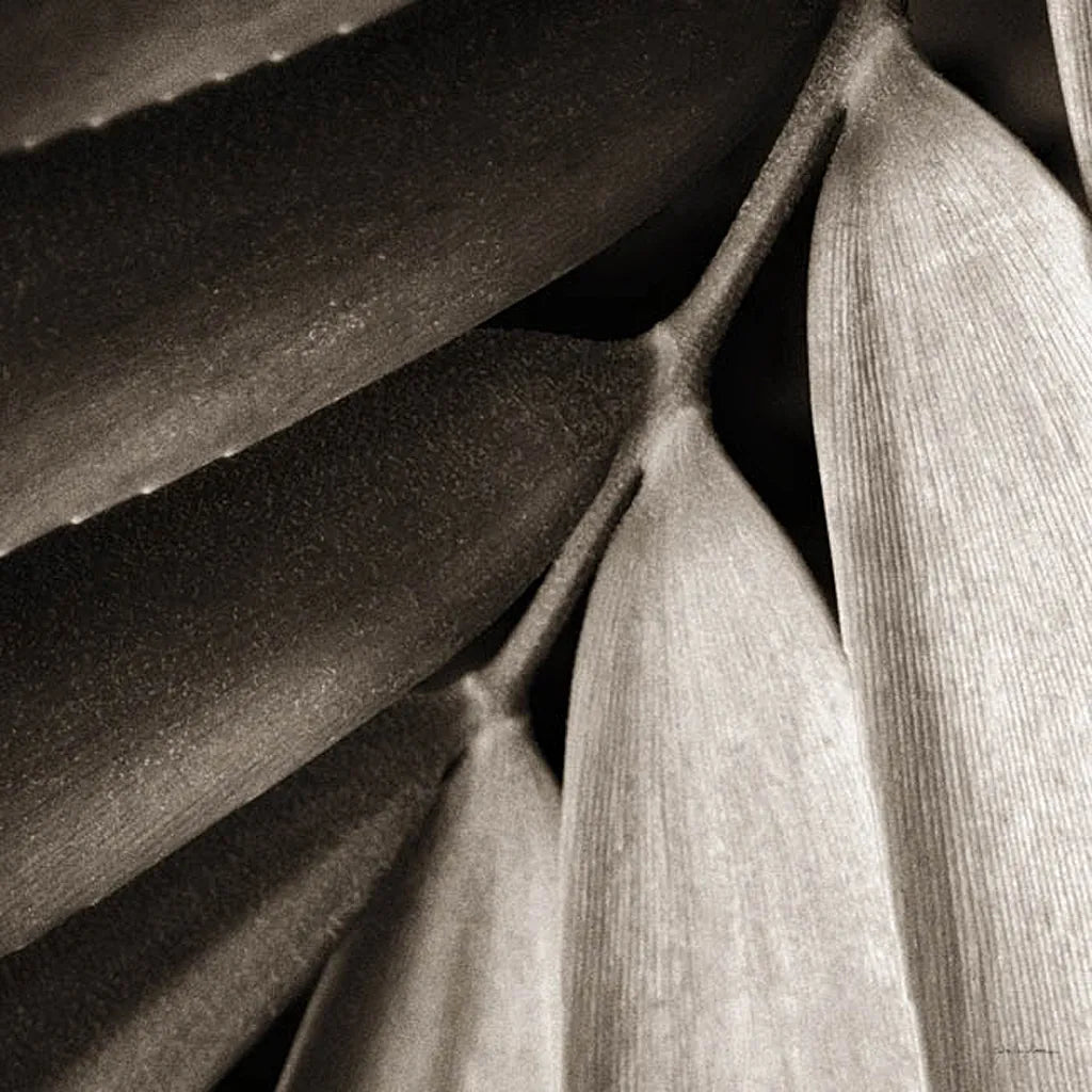 Tropical Plant II Crop by Debra Van Swearingen. SKU 23500a. Archival Giclee Fine art print for wall decor.