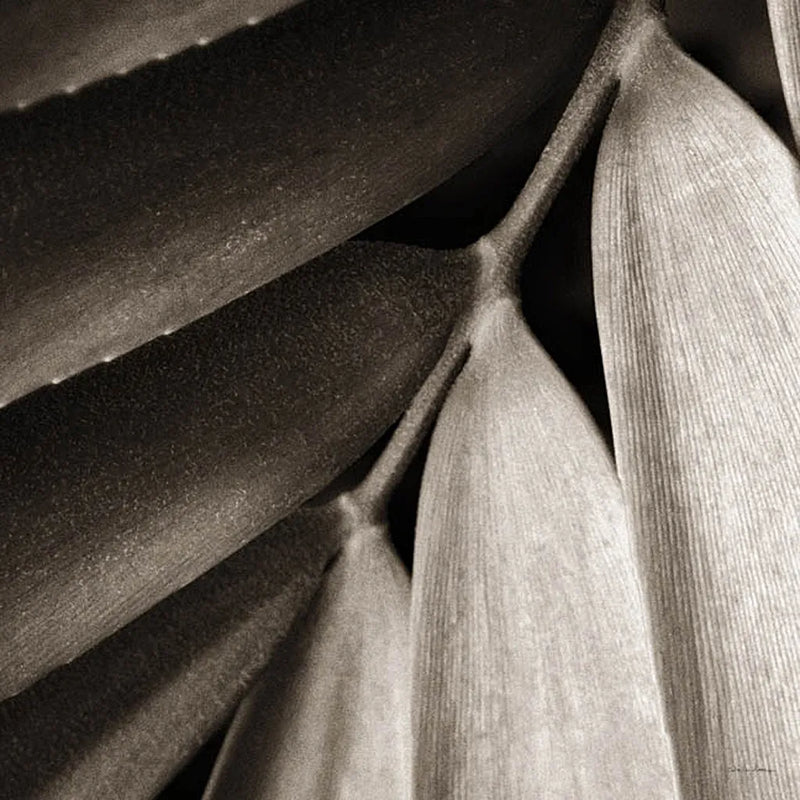 Tropical Plant II Crop by Debra Van Swearingen. SKU 23500a. Archival Giclee Fine art print for wall decor.