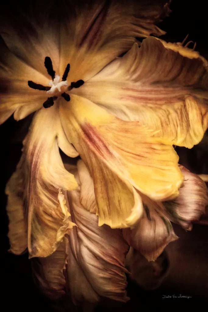 Tulip Detail I by Debra Van Swearingen. SKU 84231h. Archival Giclee Fine art print for wall decor.