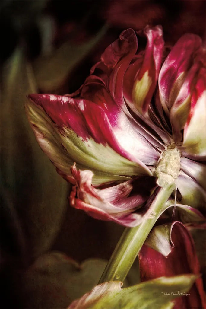Tulip Detail II by Debra Van Swearingen. SKU 84232h. Archival Giclee Fine art print for wall decor.
