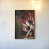 Tulip Detail II by Debra Van Swearingen. shown as a paper print in a natural frame. Available as a archival giclee rolled canvas, fine art paper, or poster print. SKU 84232h.