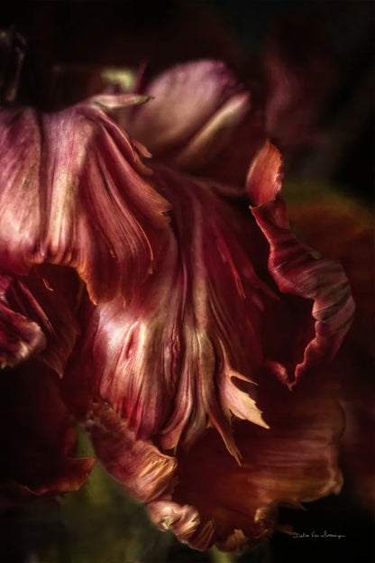 Tulip Detail III by Debra Van Swearingen. SKU 84233h. Archival Giclee Fine art print for wall decor.