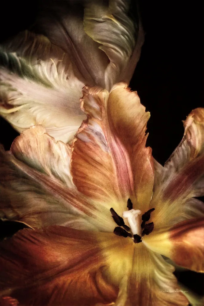 Tulip Detail IV by Debra Van Swearingen. SKU 84234h. Archival Giclee Fine art print for wall decor.