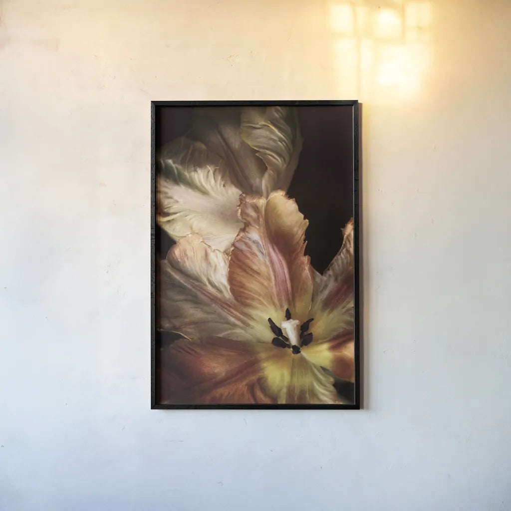 Tulip Detail IV by Debra Van Swearingen. shown as a paper print in a black flame. Available as a archival giclee rolled canvas, fine art paper, or poster print. SKU 84234h.