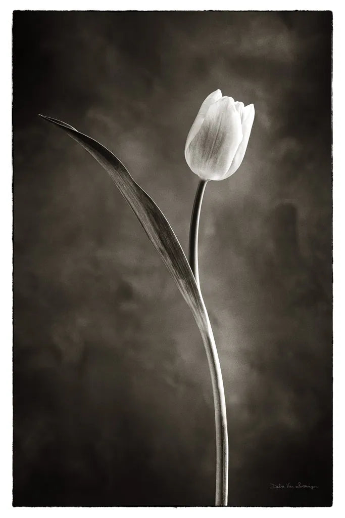Two Tone Tulips II by Debra Van Swearingen. SKU 19434h. Archival Giclee Fine art print for wall decor.