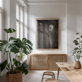 Two Tone Tulips II by Debra Van Swearingen. shown as a print in a natural wood frame in a dining room. Available as a archival giclee rolled canvas, fine art paper, or poster print. SKU 19434h.