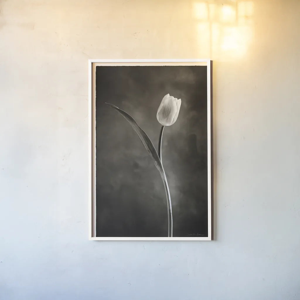 Two Tone Tulips II by Debra Van Swearingen. shown as a paper print in a white frame. Available as a archival giclee rolled canvas, fine art paper, or poster print. SKU 19434h.