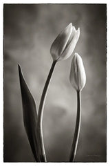 Two Tone Tulips III by Debra Van Swearingen. SKU 19435h. Archival Giclee Fine art print for wall decor.