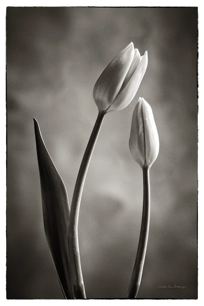 Two Tone Tulips III by Debra Van Swearingen. SKU 19435h. Archival Giclee Fine art print for wall decor.