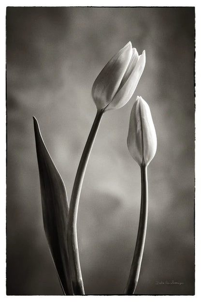 Two Tone Tulips III by Debra Van Swearingen. SKU 19435h. Archival Giclee Fine art print for wall decor.