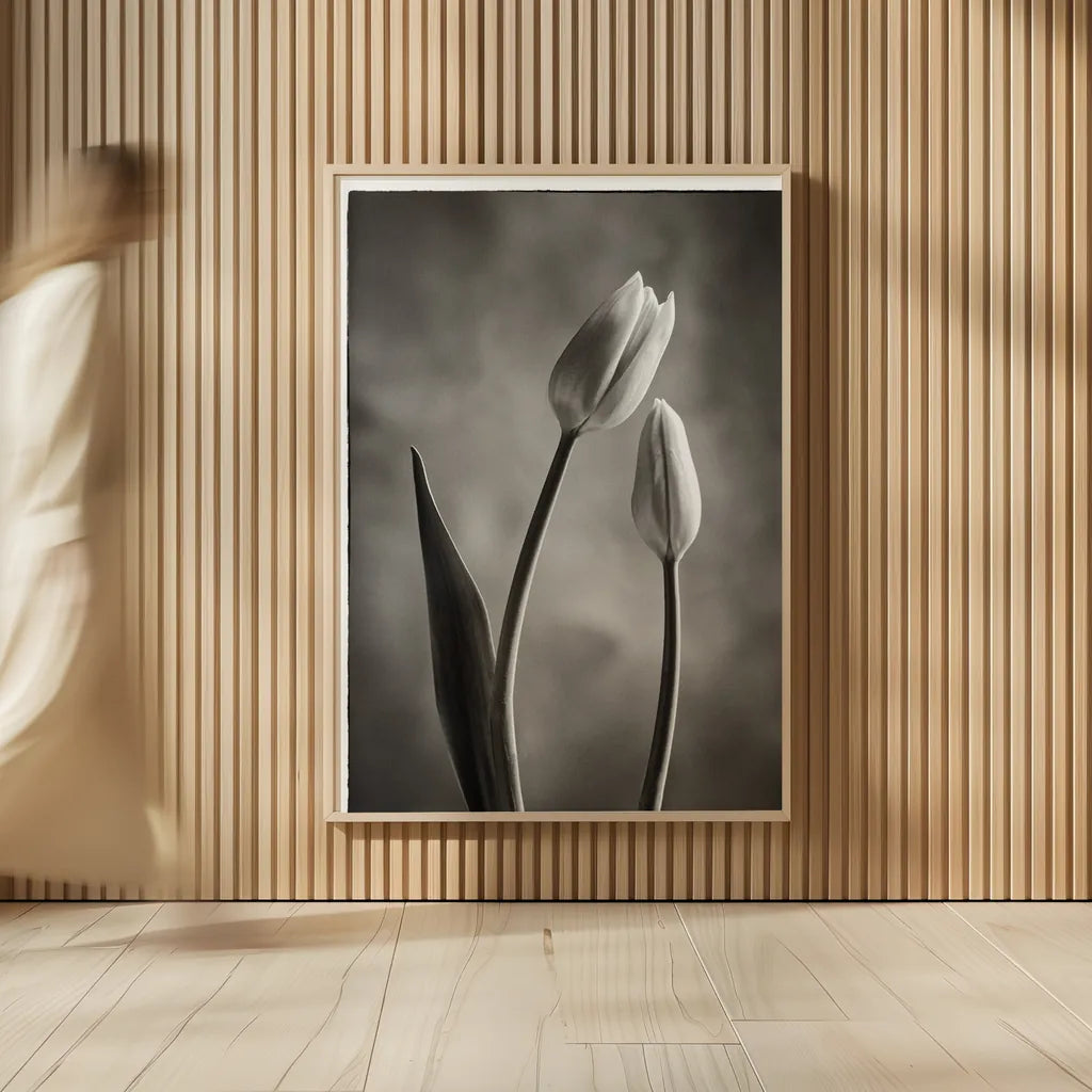 Two Tone Tulips III by Debra Van Swearingen. shown as over sized large wall art. Available as an archival giclee rolled canvas, fine art paper, or poster print. SKU 19435h.