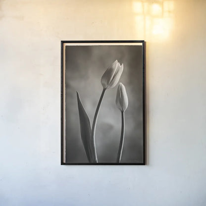 Two Tone Tulips III by Debra Van Swearingen. shown as a paper print in a black flame. Available as a archival giclee rolled canvas, fine art paper, or poster print. SKU 19435h.