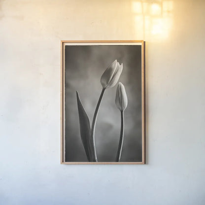 Two Tone Tulips III by Debra Van Swearingen. shown as a paper print in a natural frame. Available as a archival giclee rolled canvas, fine art paper, or poster print. SKU 19435h.
