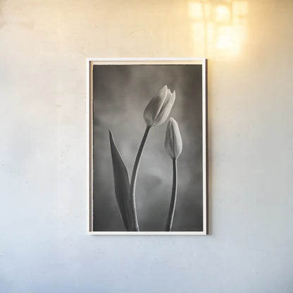 Two Tone Tulips III by Debra Van Swearingen. shown as a paper print in a white frame. Available as a archival giclee rolled canvas, fine art paper, or poster print. SKU 19435h.