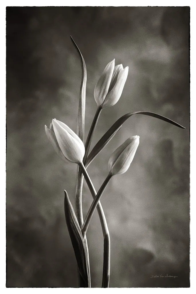 Two Tone Tulips VII by Debra Van Swearingen. SKU 19439h. Archival Giclee Fine art print for wall decor.