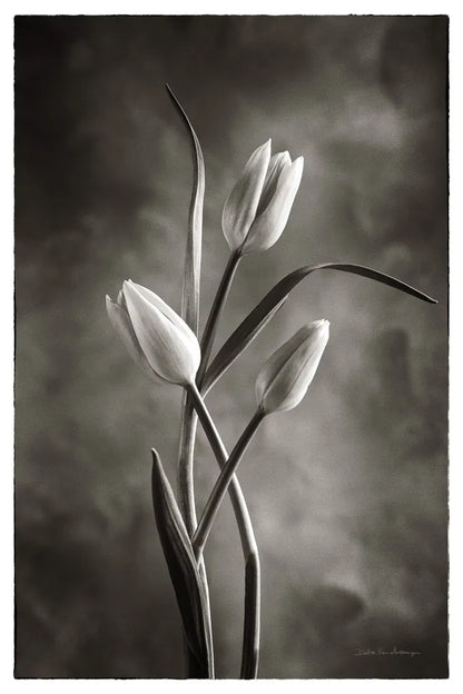 Two Tone Tulips VII by Debra Van Swearingen. SKU 19439h. Archival Giclee Fine art print for wall decor.