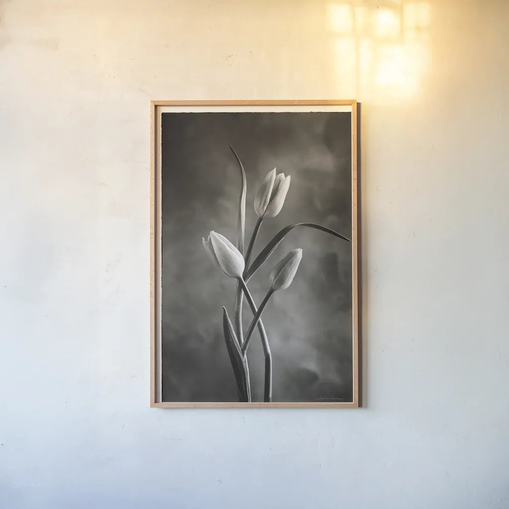 Two Tone Tulips VII by Debra Van Swearingen. shown as a paper print in a natural frame. Available as a archival giclee rolled canvas, fine art paper, or poster print. SKU 19439h.