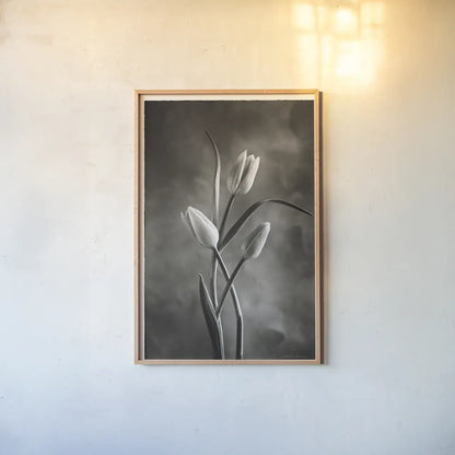 Two Tone Tulips VII by Debra Van Swearingen. shown as a paper print in a natural frame. Available as a archival giclee rolled canvas, fine art paper, or poster print. SKU 19439h.