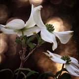 White Dogwood I by Debra Van Swearingen. SKU 63810a. Archival Giclee Fine art print for wall decor.