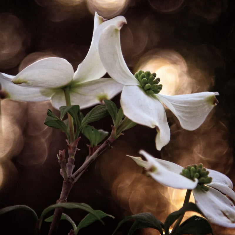 White Dogwood I by Debra Van Swearingen. SKU 63810a. Archival Giclee Fine art print for wall decor.