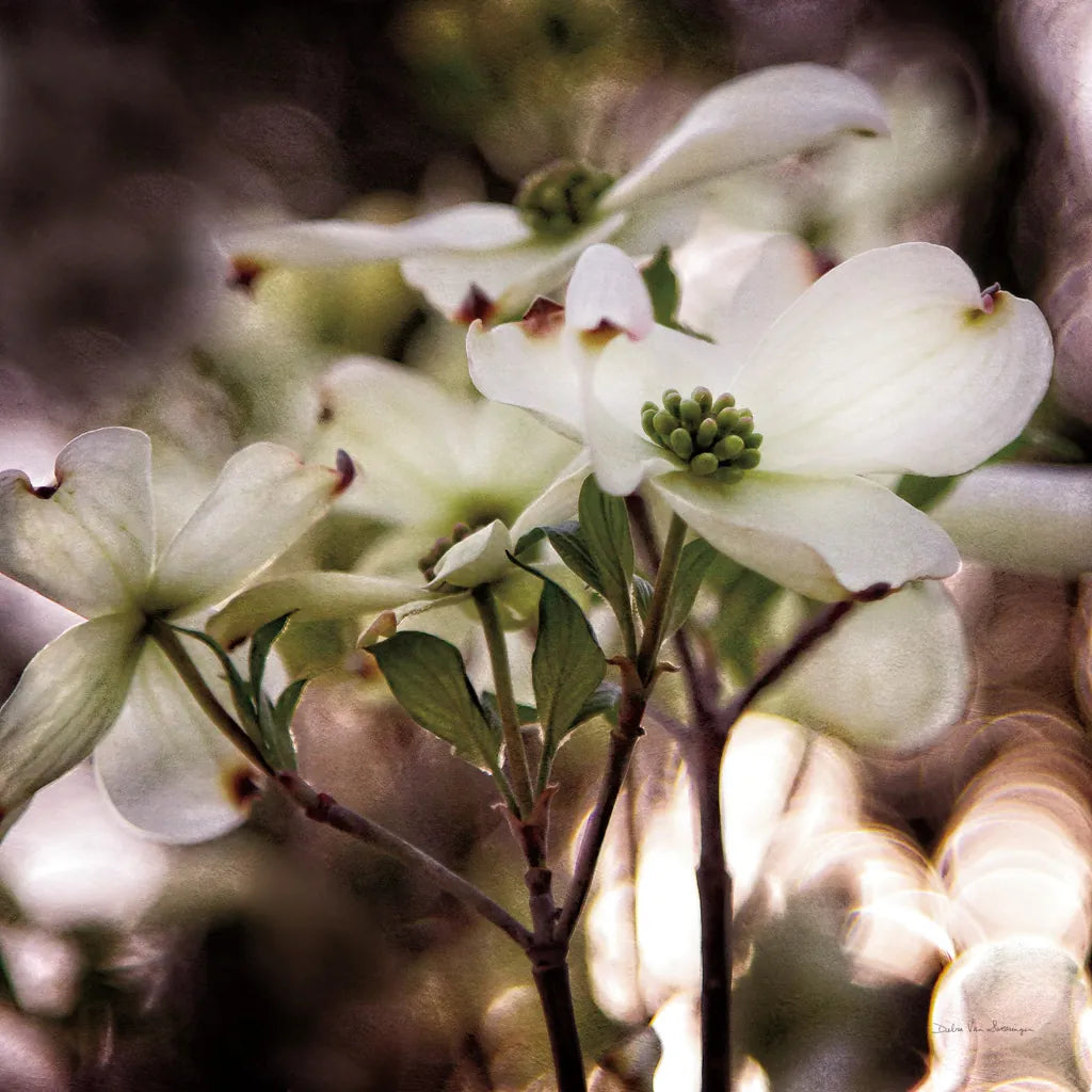 White Dogwood II by Debra Van Swearingen. SKU 63811a. Archival Giclee Fine art print for wall decor.