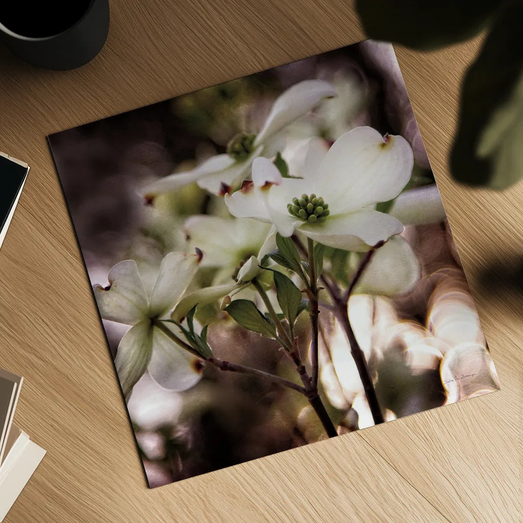 White Dogwood II by Debra Van Swearingen. Shown as a detailed flat fine art print, highlighting archival giclee quality. Available as an archival giclee rolled canvas, fine art paper, or poster print. SKU 63811a.