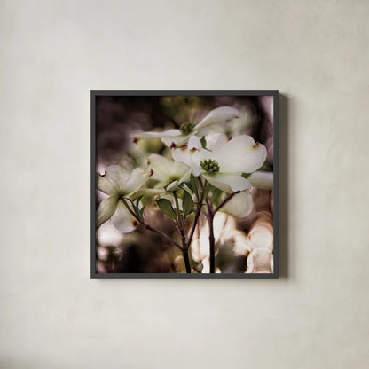 White Dogwood II by Debra Van Swearingen. Shown in a sleek black glass frame for a contemporary gallery look. Available as an archival giclee rolled canvas, fine art paper, or poster print. SKU 63811a.
