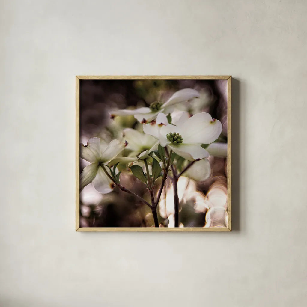 White Dogwood II by Debra Van Swearingen. Shown in a natural wood glass frame for a timeless modern aesthetic. Available as an archival giclee rolled canvas, fine art paper, or poster print. SKU 63811a.