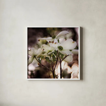 White Dogwood II by Debra Van Swearingen. Shown in a crisp white glass frame for a clean and minimalist style. Available as an archival giclee rolled canvas, fine art paper, or poster print. SKU 63811a.