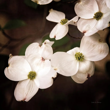 White Dogwood III by Debra Van Swearingen. SKU 63812a. Archival Giclee Fine art print for wall decor.