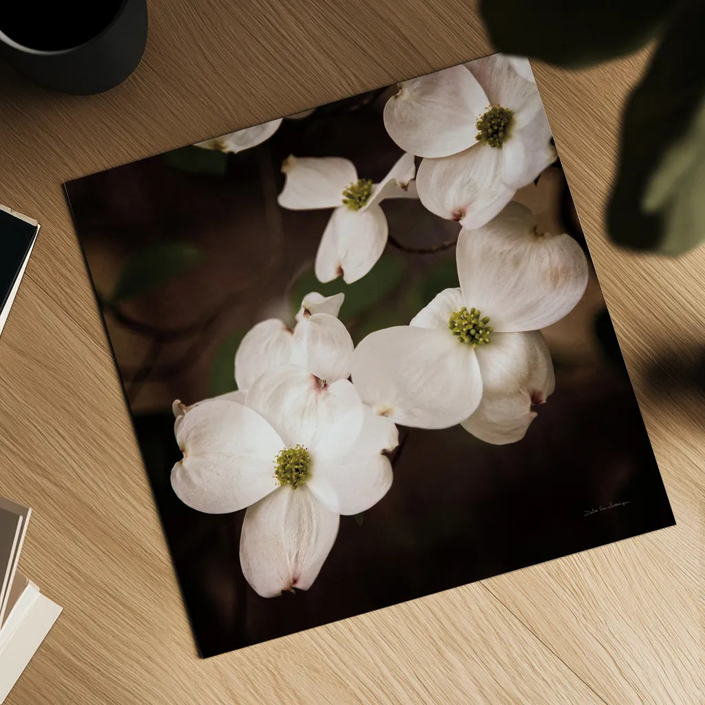 White Dogwood III by Debra Van Swearingen. Shown as a detailed flat fine art print, highlighting archival giclee quality. Available as an archival giclee rolled canvas, fine art paper, or poster print. SKU 63812a.