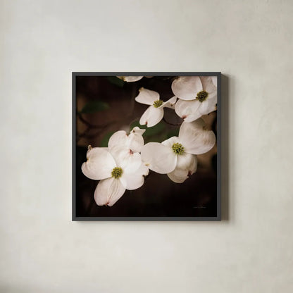 White Dogwood III by Debra Van Swearingen. Shown in a sleek black glass frame for a contemporary gallery look. Available as an archival giclee rolled canvas, fine art paper, or poster print. SKU 63812a.