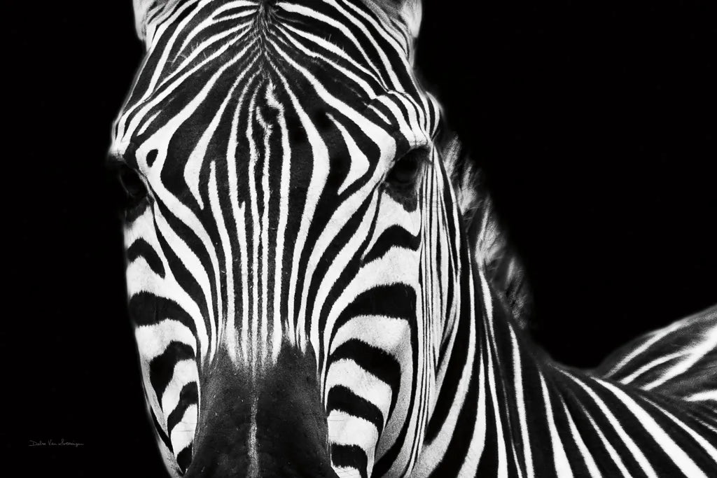 Zebra II Crop by Debra Van Swearingen. SKU 16455i. Archival Giclee Fine art print for wall decor.
