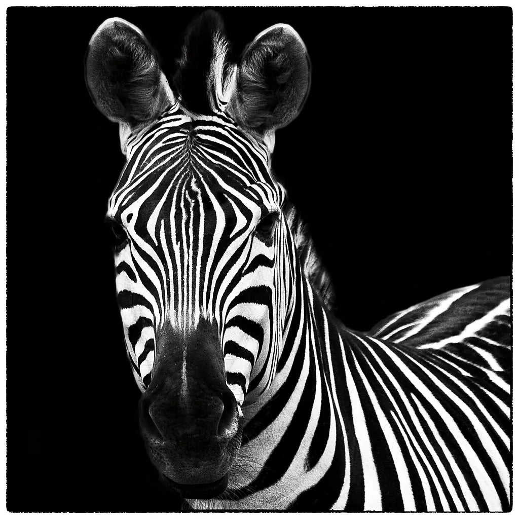 Zebra II Square by Debra Van Swearingen. SKU 16455a. Archival Giclee Fine art print for wall decor.