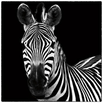 Zebra II Square by Debra Van Swearingen. SKU 16455a. Archival Giclee Fine art print for wall decor.