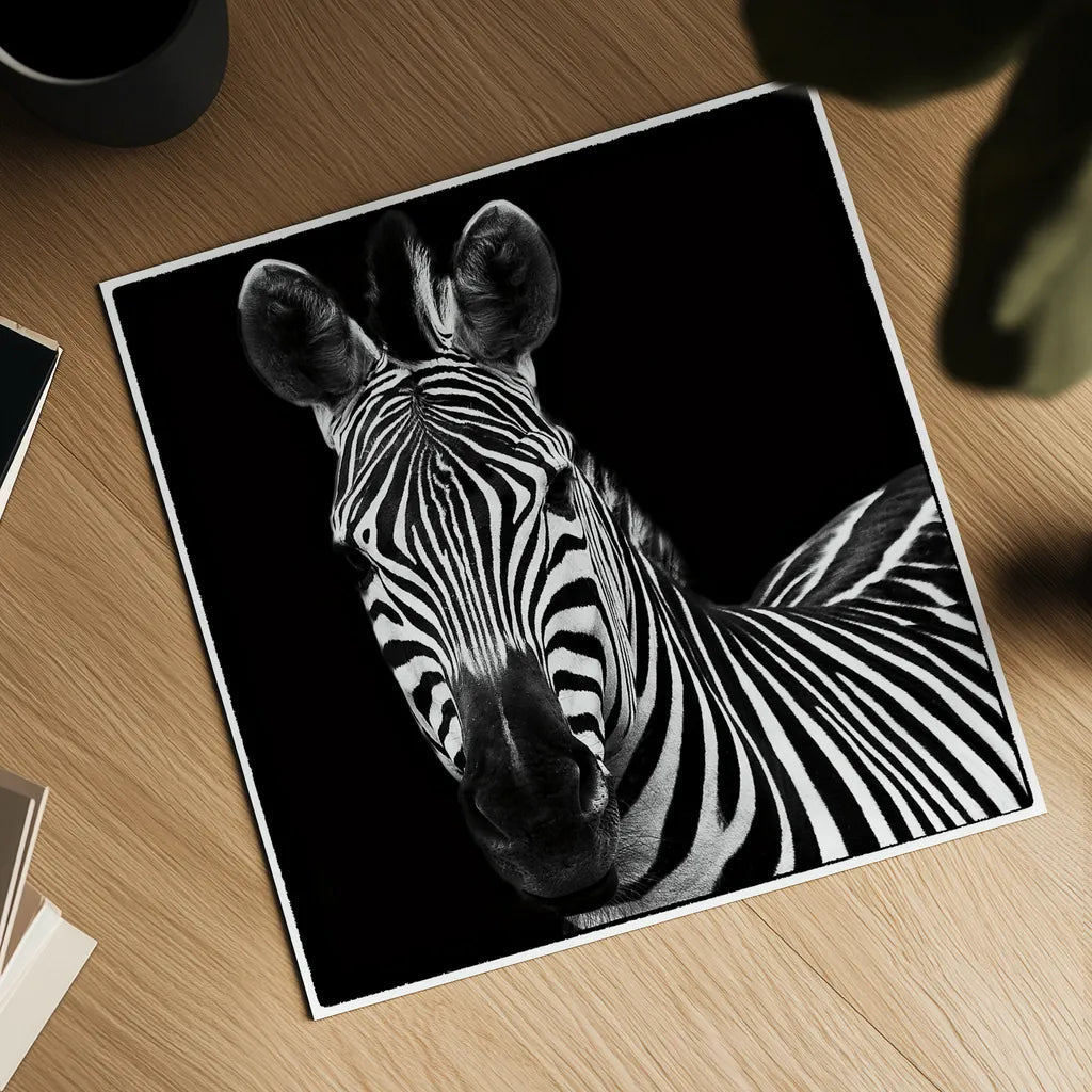Zebra II Square by Debra Van Swearingen. Shown as a detailed flat fine art print, highlighting archival giclee quality. Available as an archival giclee rolled canvas, fine art paper, or poster print. SKU 16455a.