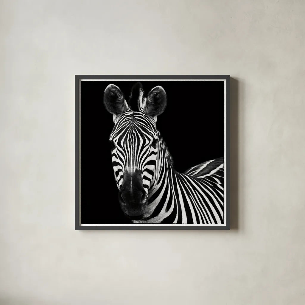 Zebra II Square by Debra Van Swearingen. Shown in a sleek black glass frame for a contemporary gallery look. Available as an archival giclee rolled canvas, fine art paper, or poster print. SKU 16455a.