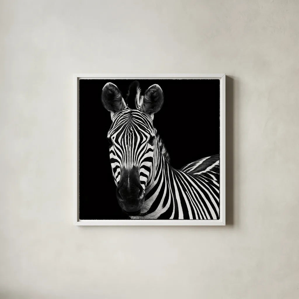 Zebra II Square by Debra Van Swearingen. Shown in a crisp white glass frame for a clean and minimalist style. Available as an archival giclee rolled canvas, fine art paper, or poster print. SKU 16455a.