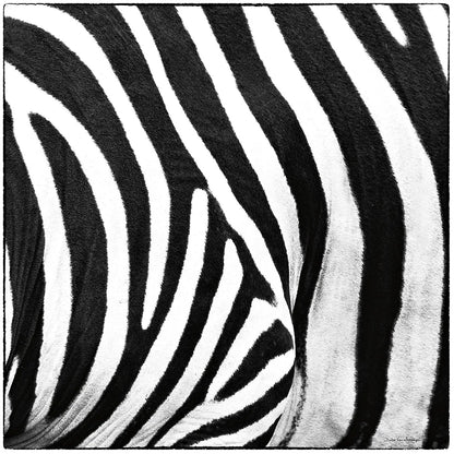 Zebra IV by Debra Van Swearingen. SKU 48736a. Archival Giclee Fine art print for wall decor.