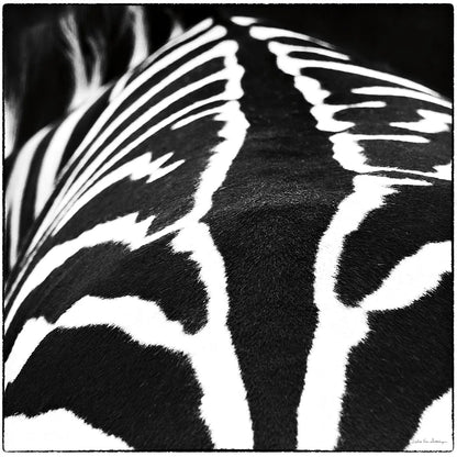 Zebra V by Debra Van Swearingen. SKU 48737a. Archival Giclee Fine art print for wall decor.
