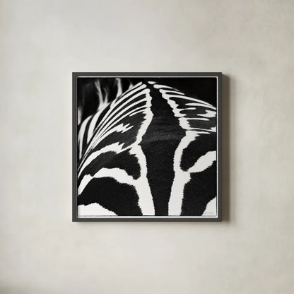 Zebra V by Debra Van Swearingen. Shown in a sleek black glass frame for a contemporary gallery look. Available as an archival giclee rolled canvas, fine art paper, or poster print. SKU 48737a.