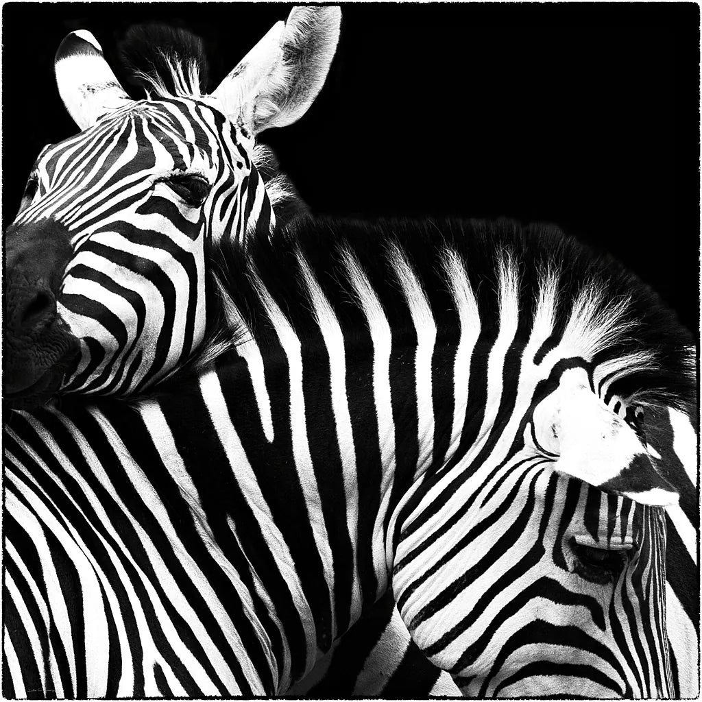 Zebra VI by Debra Van Swearingen. SKU 19454a. Archival Giclee Fine art print for wall decor.