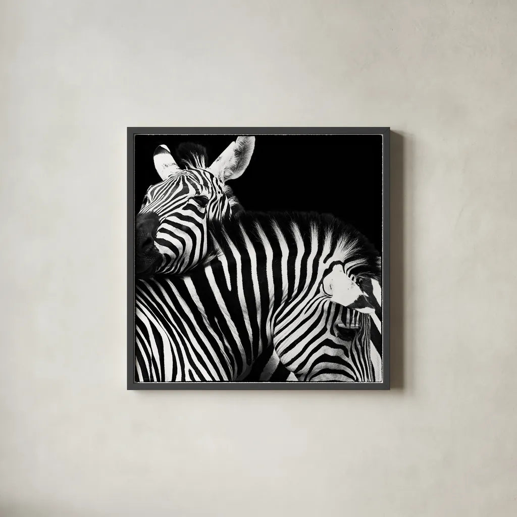 Zebra VI by Debra Van Swearingen. Shown in a sleek black glass frame for a contemporary gallery look. Available as an archival giclee rolled canvas, fine art paper, or poster print. SKU 19454a.