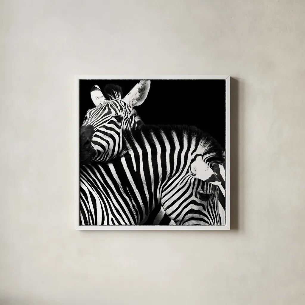 Zebra VI by Debra Van Swearingen. Shown in a crisp white glass frame for a clean and minimalist style. Available as an archival giclee rolled canvas, fine art paper, or poster print. SKU 19454a.