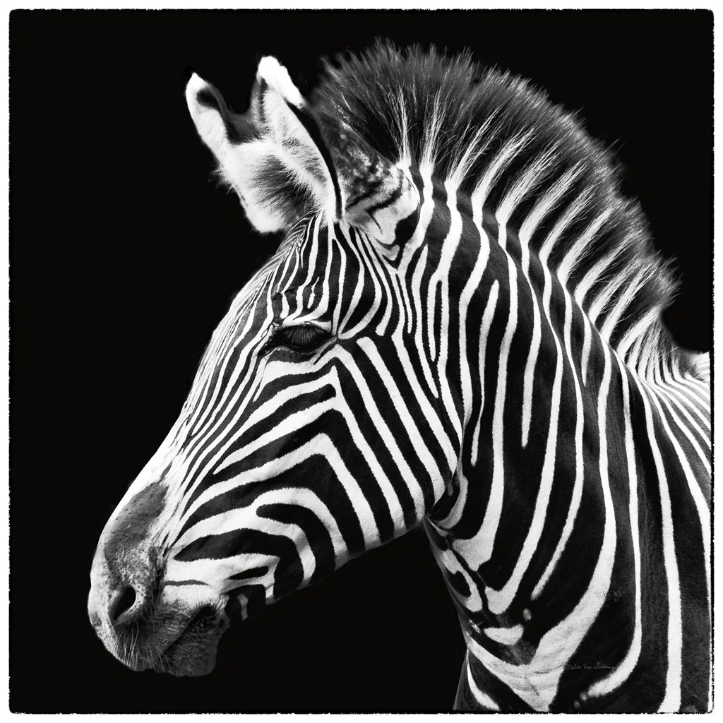 Zebra VII by Debra Van Swearingen. SKU 19455a. Archival Giclee Fine art print for wall decor.