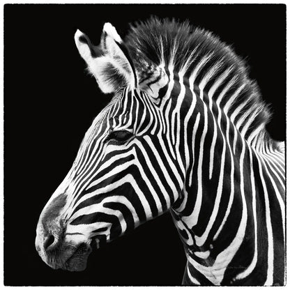 Zebra VII by Debra Van Swearingen. SKU 19455a. Archival Giclee Fine art print for wall decor.