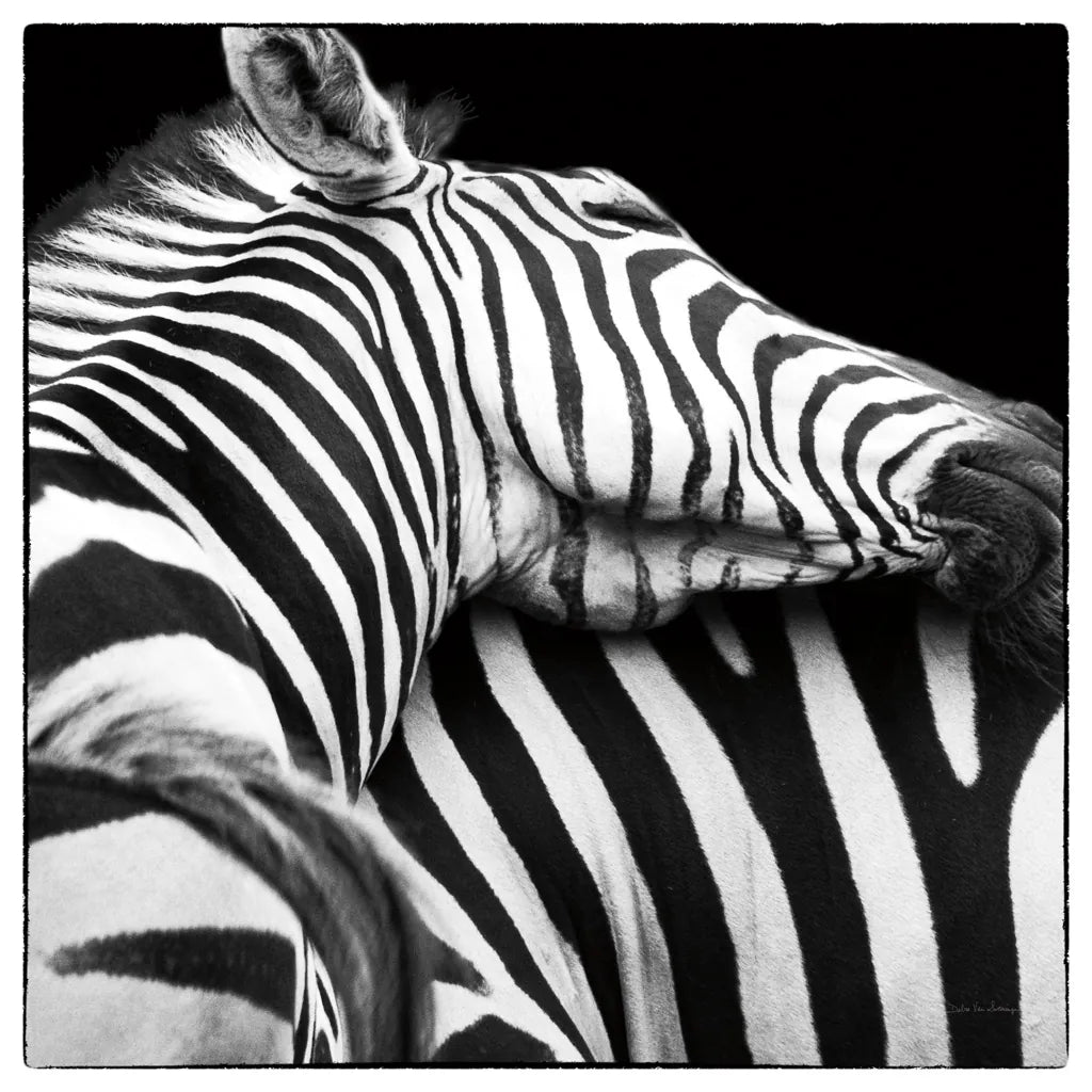 Zebra VIII by Debra Van Swearingen. SKU 19456a. Archival Giclee Fine art print for wall decor.
