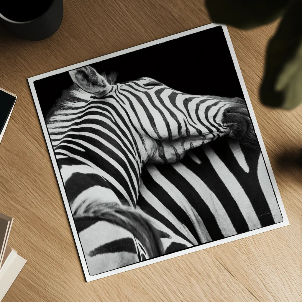 Zebra VIII by Debra Van Swearingen. Shown as a detailed flat fine art print, highlighting archival giclee quality. Available as an archival giclee rolled canvas, fine art paper, or poster print. SKU 19456a.